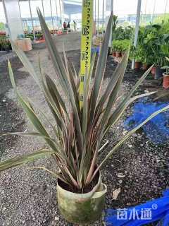 高度100厘米红叶朱蕉