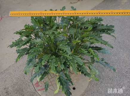 高度40厘米仙羽蔓绿绒