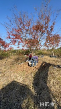 高度500厘米丛生鸡爪槭