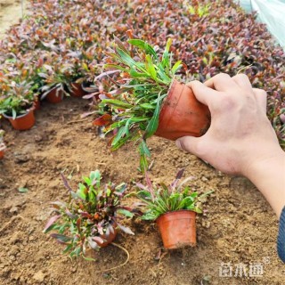 高度18厘米千鸟花