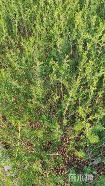 高度40厘米小叶女贞