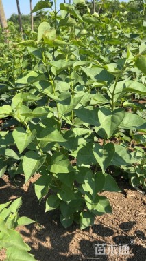 高度150厘米丛生紫丁香