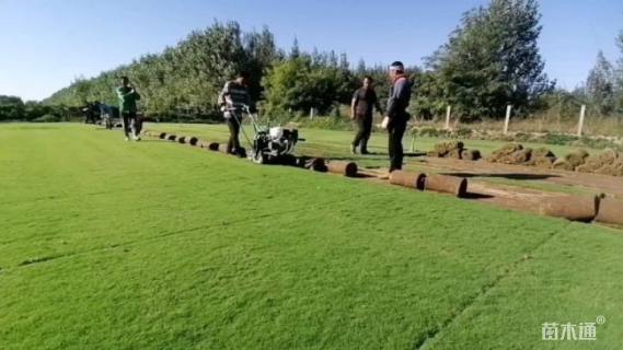 草卷状翦股颖