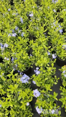 高度25厘米蓝雪花