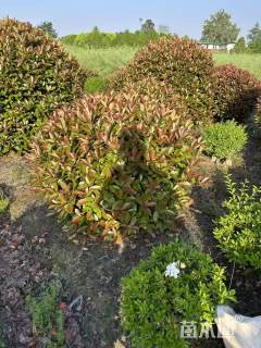 冠幅150厘米红叶石楠球