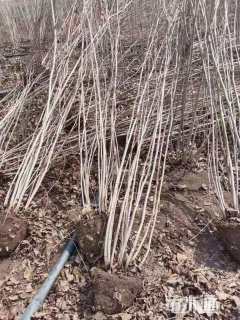 高度150厘米紫荆