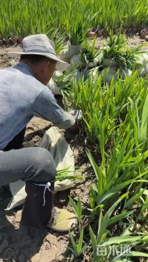 高度25厘米水生鸢尾