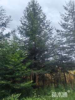 12公分北美红杉