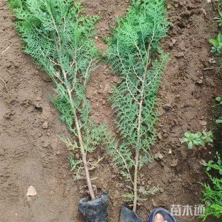 高度50厘米侧柏小苗