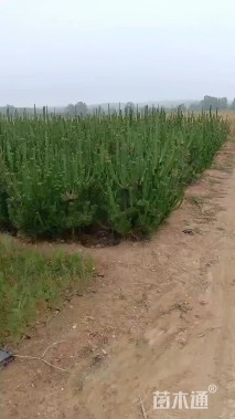 高度50厘米油松