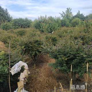 8公分日本红枫-红舞姬