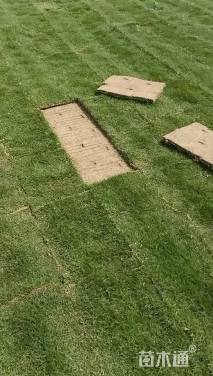 草块状马尼拉草