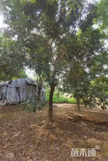 20公分黄花风铃木