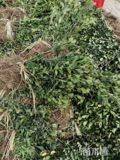 高度40厘米大叶黄杨小苗