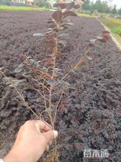 高度43厘米红花继木