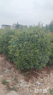 冠幅150厘米石楠球