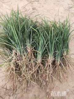 高度10厘米沿阶草