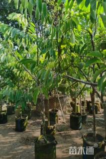 高度150厘米番荔枝