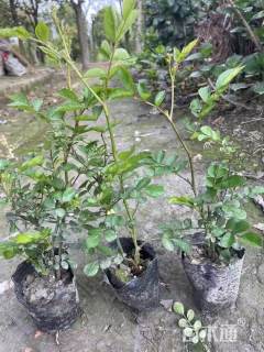 高度30厘米大花月季