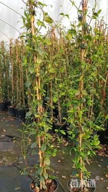 高度200厘米茉莉花