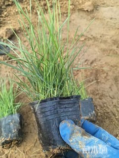 高度12厘米粉黛乱子草