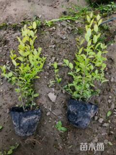 大杯苗亮晶女贞小苗