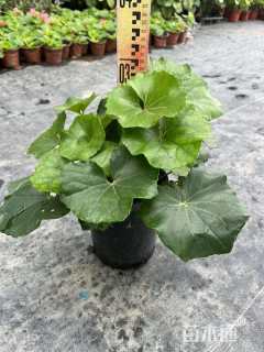 高度30厘米大吴风草