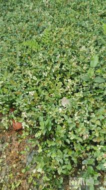 30厘米花叶络石