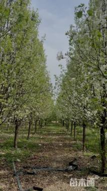 12公分彩叶豆梨