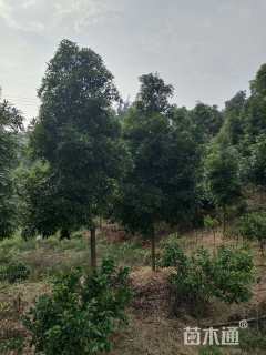 10公分金丝楠木