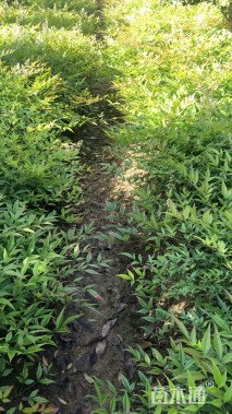 高度40厘米南天竹