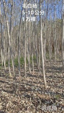 5公分窄冠毛白杨