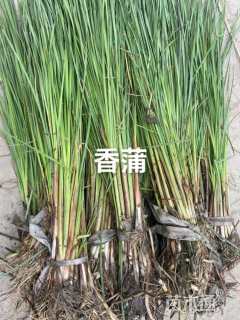 高度100厘米香蒲