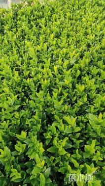 高度30厘米栀子花