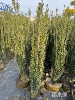高度100厘米直立冬青