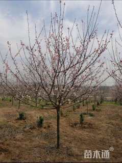 10公分初美人樱