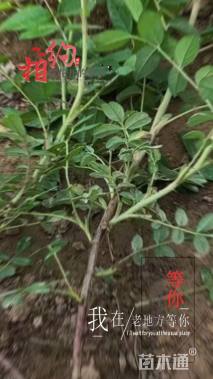 高度60厘米四季玫瑰