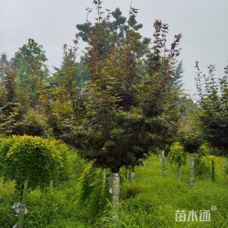 高度400厘米三季红红枫