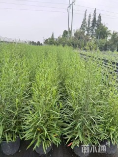 高度10厘米荷兰菊
