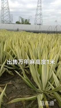 高度40厘米万年麻