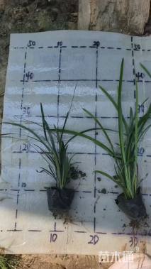 高度25厘米中叶麦冬