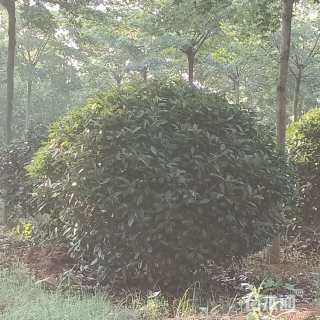 冠幅150厘米枸骨球