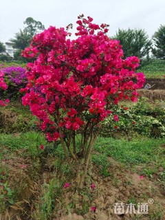 冠幅100厘米三角梅球