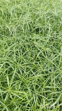 高度60厘米风车草