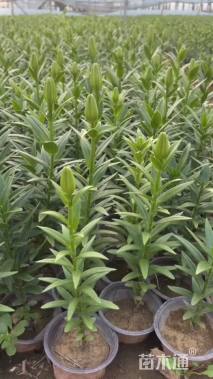 高度15厘米百合