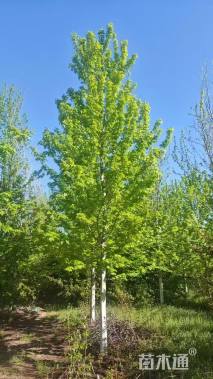 12公分美国红枫