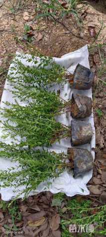 高度30厘米满天星