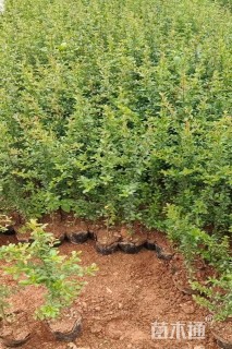 高度40厘米火棘