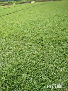 A-精品大叶油草