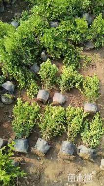 高度35厘米瓜子黄杨